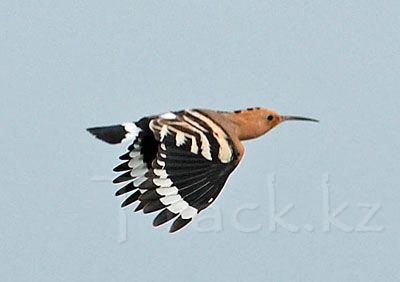 Удод - Hoopoe-Upupa epops